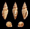 * Nomination Shell of a Philippine sea snail, Gingicithara cylindrica --Llez 05:10, 7 June 2014 (UTC) * Promotion  Support ok --Christian Ferrer 06:01, 7 June 2014 (UTC)