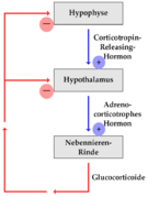 Rückkopplung hormonsystem.png