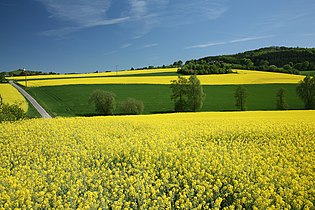 Rapeseed in April