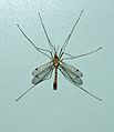 * Nomination A crane-fly -- Alvesgaspar 16:22, 16 May 2014 (UTC) * Promotion Good quality. --Poco a poco 20:44, 16 May 2014 (UTC)