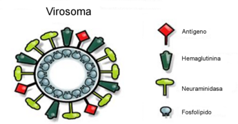 Virosome Components esp.png