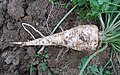 English: root of the root parsley Deutsch: Wurzel der Wurzelpetersilie