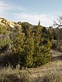 Joshua Tree National Park