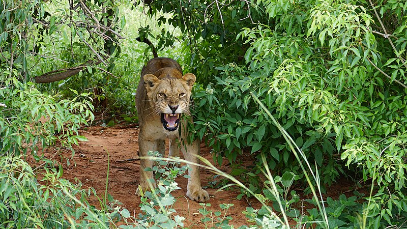 A female lion showing teeth. Photo by Thecodemachine