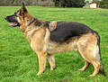 German Shepherd Dog (side view)