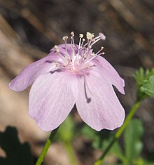 Hibiscus brachysiphonius flower.jpg