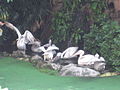 Pelicans