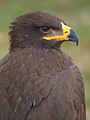 Orzeł stepowy-steppe eagle.