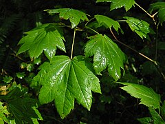 Vine Maple (Acer circinatum)