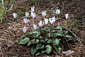 * Nomination Persian cyclamen (Cyclamen persicum). Adana, Turkey --Zcebeci 07:21, 16 February 2015 (UTC) * Promotion Good quality. --Poco a poco 20:11, 16 February 2015 (UTC)