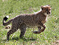 7. 5 months old cheetah kitten.