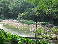 Flamingo Lake