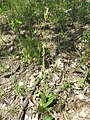 Ophrys insectifera Germany - Mosbach