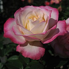 'Minuette', Lammerts 1969 'Peace' × 'Rumba'