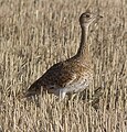 Female; Tàrrega, Lleida, Catalonia, Spain