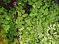 Adiantum capillus-veneris