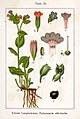 Pulmonaria officinalis vol. 11 - plate 10 in: Jacob Sturm: Deutschlands Flora in Abbildungen (1796)