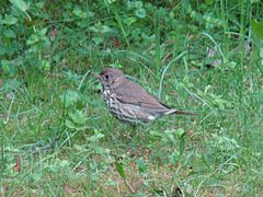 Song Thrush-Mindaugas Urbonas-2.jpg