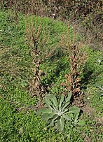 Seeding plants and young plant; Losar de la Vera, Cáceres, España