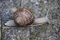 Helix pomatia - adult on ground