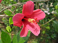 Hibiscus liliiflorus