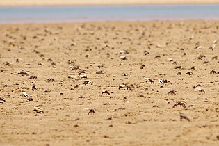 File:Île de crabe.jpg Photo by Josi Salgado