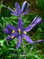 Indian Camas (Camassia quamash)