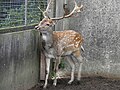 Le jardin du Moulin Neuf : cerf 2.