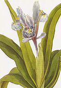 Iris planifolia