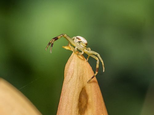 Crab spider looking for prey