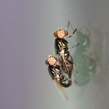 Two pairs of flies mating in northern Italy - one a reflection.