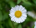 * Nomination Common daisy -- Alvesgaspar 19:43, 25 March 2014 (UTC) * Promotion  Support QI --Rjcastillo 19:48, 25 March 2014 (UTC)