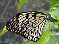 Paper Kite butterfly