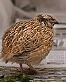 Coturnix japonica (cat.)