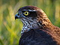 Krogulec zwyczajny (Accipiter nisus).