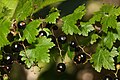 Ribes lacustre