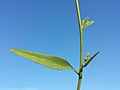 Stem with leaves