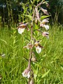 Epipactis palustris Germany - Wörth (bei Karlsruhe)