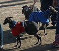 Thumbnail for File:Italian Greyhounds.jpg