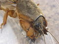 head of mole cricket