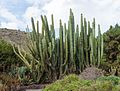 * Nomination Pachycereus weberi, Jardín Botánico Canario Viera y Clavijo, Gran Canaria --Llez 19:07, 5 January 2017 (UTC) * Promotion Good quality. Very bright sky gives a large contrast, but OK for QI, I think. --Slaunger 19:15, 5 January 2017 (UTC)