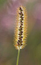 "Setaria_glauca.jpg" by User:Garacha