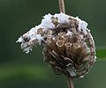 * Nomination KwaZulu dwarf chamaeleon (Bradypodion melanocephalum) moulting; on a seed head of Leonotis leonurus in Queen Elizabeth Park, Pietermaritzburg, KwaZulu-Natal. --Alandmanson 15:26, 8 November 2016 (UTC) * Promotion Good quality. --Ermell 21:30, 13 November 2016 (UTC)