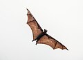 Flying fox