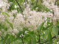 Fraxinus sieboldiana