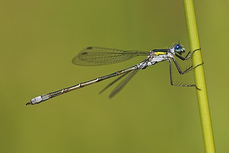 ♂ Lestes sponsa (Emerald Damselfly)