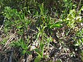 Ophrys insectifera Germany - Mosbach