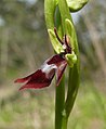 Ophrys insectifera Germany - Tauberland