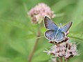 Polyommatus icarus (Common Blue)