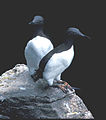 Common Murres on Hall Island